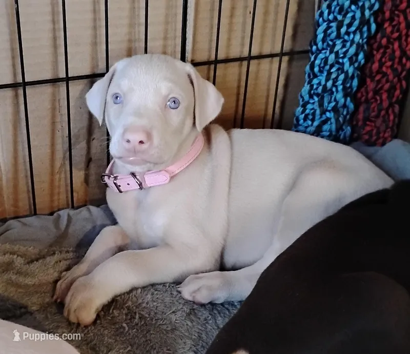 AKC f white- Seraphina 