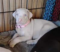 AKC f white- Seraphina , a female Doberman Pinscher for sale in Dixon, IL – Photo 1 of 7