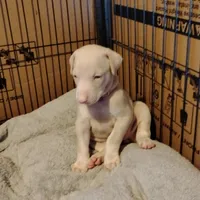 AKC f white- Seraphina , a female Doberman Pinscher for sale in Dixon, IL – Photo 6 of 7