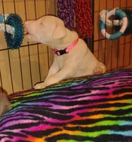 Akc f  white- Ariel, a female Doberman Pinscher for sale in Dixon, IL – Photo 6 of 7