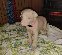 Akc f  white- Ariel, a female Doberman Pinscher for sale in Dixon, IL – Photo 3 of 7