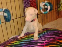 Akc f  white- Ariel, a female Doberman Pinscher for sale in Dixon, IL – Photo 5 of 7