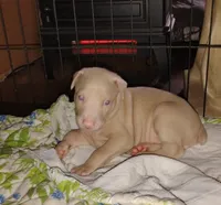 Akc f  white- Ariel, a female Doberman Pinscher for sale in Dixon, IL – Photo 4 of 7