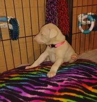 Akc f  white- Ariel, a female Doberman Pinscher for sale in Dixon, IL – Photo 7 of 7