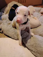 processed/163c1cbe-492f-4bc4-9d11-1fc2a6610387/listing/8daf82dc-e1e8-4a5b-81de-c72c776d6152/0a1fbb72-7ff1-4f18-b72d-e401394ed608