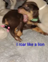 Akc red rust, a male Doberman Pinscher for sale in Dixon, IL – Photo 3 of 5