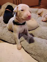 processed/163c1cbe-492f-4bc4-9d11-1fc2a6610387/listing/8daf82dc-e1e8-4a5b-81de-c72c776d6152/3c88a905-07ac-41d7-a586-2e0664664f43