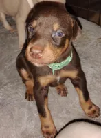 Akc red rust, a male Doberman Pinscher for sale in Dixon, IL – Photo 2 of 5