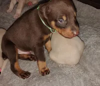 Akc red rust, a male Doberman Pinscher for sale in Dixon, IL – Photo 4 of 5