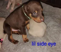 Akc red rust, a male Doberman Pinscher for sale in Dixon, IL – Photo 5 of 5