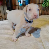 Akc white m- Michael, a male Doberman Pinscher for sale in Dixon, IL – Photo 2 of 7