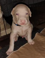 Akc white m- Michael, a male Doberman Pinscher for sale in Dixon, IL – Photo 6 of 7