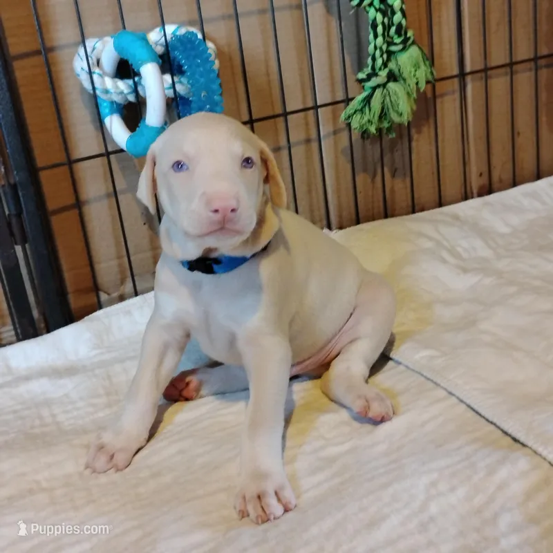 Akc white m- Michael