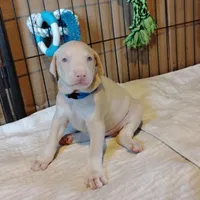 Akc white m- Michael, a male Doberman Pinscher for sale in Dixon, IL – Photo 1 of 7