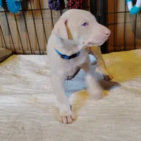 Akc white m- Michael, a male Doberman Pinscher for sale in Dixon, IL – Photo 5 of 7