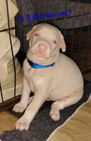 Akc white m- Michael, a male Doberman Pinscher for sale in Dixon, IL – Photo 7 of 7