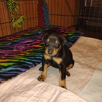 Akc f wait n 4 dep, a female Doberman Pinscher for sale in Dixon, IL – Photo 2 of 5
