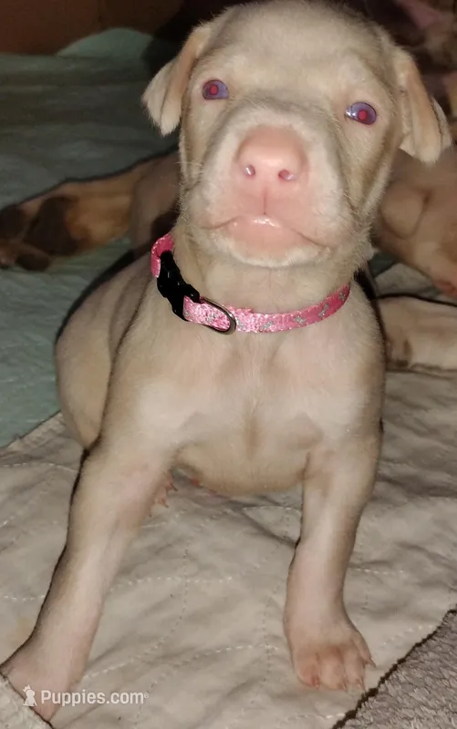 Akc f white with marking