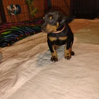 Akc f wait n 4 dep, a female Doberman Pinscher for sale in Dixon, IL – Photo 1 of 5