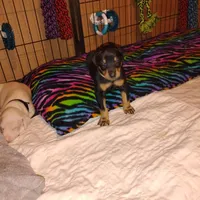 Akc f wait n 4 dep, a female Doberman Pinscher for sale in Dixon, IL – Photo 3 of 5