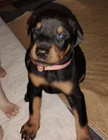 Akc f wait n 4 dep, a female Doberman Pinscher for sale in Dixon, IL – Photo 5 of 5