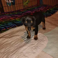 Akc f wait n 4 dep, a female Doberman Pinscher for sale in Dixon, IL – Photo 4 of 5