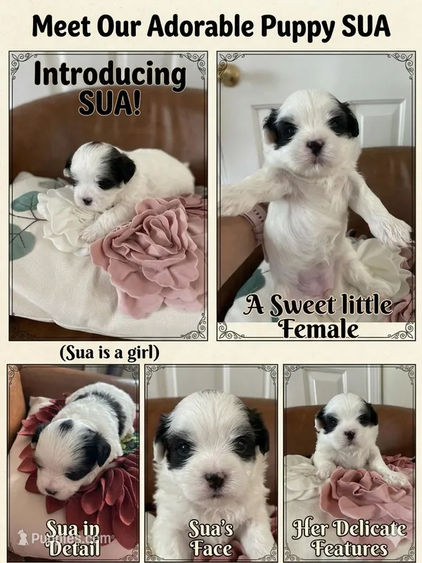 Sua  – Bichon Frise, Shih Tzu puppy for sale in Independence, KY