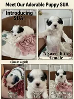 Sua , a female Bichon Frise and Shih Tzu for sale in Independence, KY – Photo 1 of 3