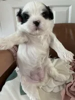 Sua , a female Bichon Frise and Shih Tzu for sale in Independence, KY – Photo 3 of 3