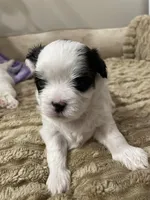 Sua , a female Bichon Frise and Shih Tzu for sale in Independence, KY – Photo 2 of 3
