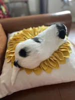 Kuma , a male Bichon Frise and Shih Tzu for sale in Independence, KY – Photo 4 of 5