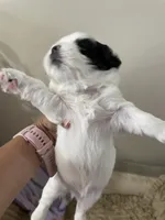 Kuma , a male Bichon Frise and Shih Tzu for sale in Independence, KY – Photo 5 of 5