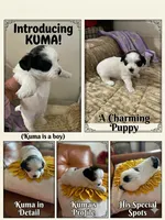 Kuma , a male Bichon Frise and Shih Tzu for sale in Independence, KY – Photo 3 of 5