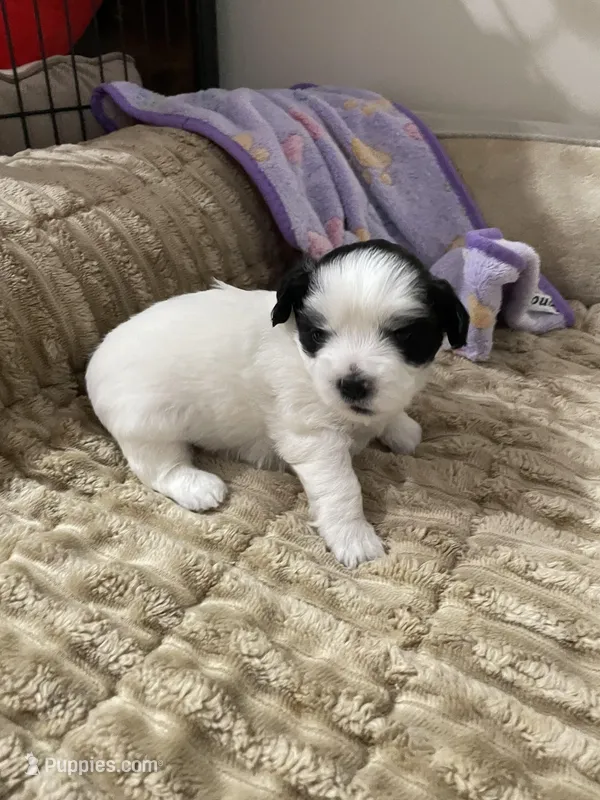 Kuma  – Bichon Frise, Shih Tzu puppy for sale in Independence, KY