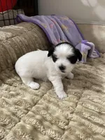 Kuma , a male Bichon Frise and Shih Tzu for sale in Independence, KY – Photo 1 of 5