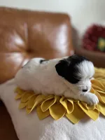 Kuma , a male Bichon Frise and Shih Tzu for sale in Independence, KY – Photo 2 of 5