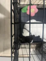 Nicki , a female American Pit Bull Terrier and Labradoodle for sale in Farmersville, TX – Photo 3 of 5