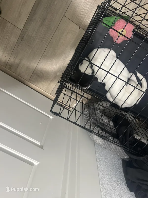 Nicki  – American Pit Bull Terrier, Labradoodle puppy for sale in Farmersville, TX