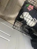 Nicki , a female American Pit Bull Terrier and Labradoodle for sale in Farmersville, TX – Photo 1 of 5