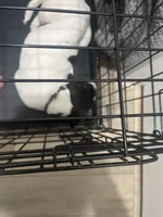 Nicki , a female American Pit Bull Terrier and Labradoodle for sale in Farmersville, TX – Photo 2 of 5