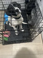 Nicki , a female American Pit Bull Terrier and Labradoodle for sale in Farmersville, TX – Photo 5 of 5