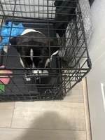 Nicki , a female American Pit Bull Terrier and Labradoodle for sale in Farmersville, TX – Photo 4 of 5