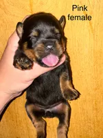 Pink female , a female Rottweiler for sale in Asheboro, NC – 1 of 3