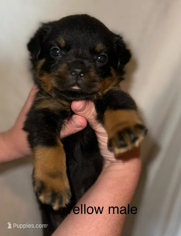 Yellow male  – Rottweiler puppy for sale in Asheboro, NC