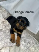 Orange Collar Female , a female Rottweiler for sale in Asheboro, NC – 1 of 7