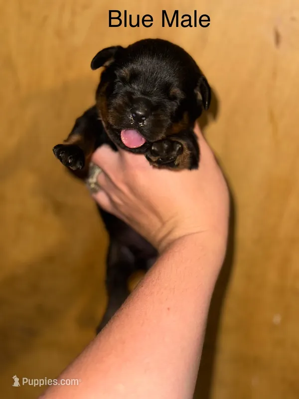 Blue Male  – Rottweiler puppy for sale in Asheboro, NC
