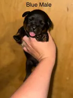 Blue Male , a male Rottweiler for sale in Asheboro, NC – 1 of 3