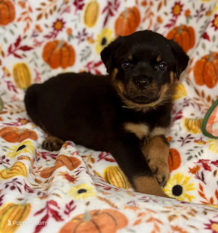 Yellow male  – Rottweiler puppy for sale in Asheboro, NC