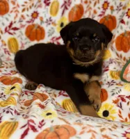 Yellow male , a male Rottweiler for sale in Asheboro, NC – 1 of 3