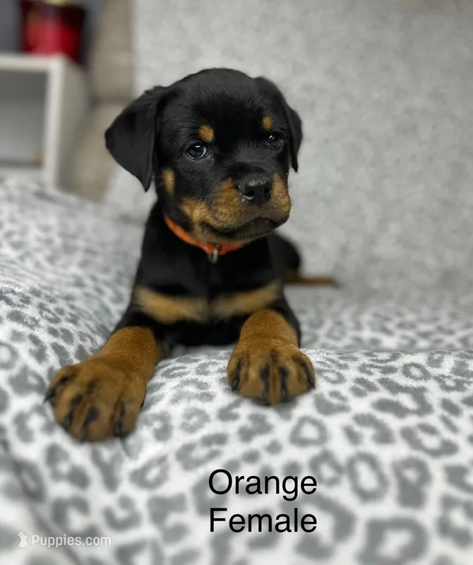 Orange Collar Female  – Rottweiler puppy for sale in Asheboro, NC